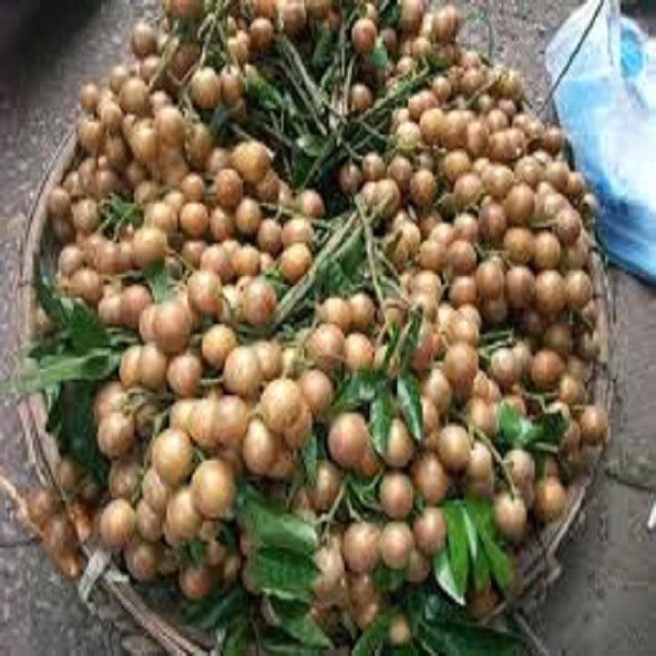 CÂY GIỐNG QUẤT HỒNG BÌ NGỌT