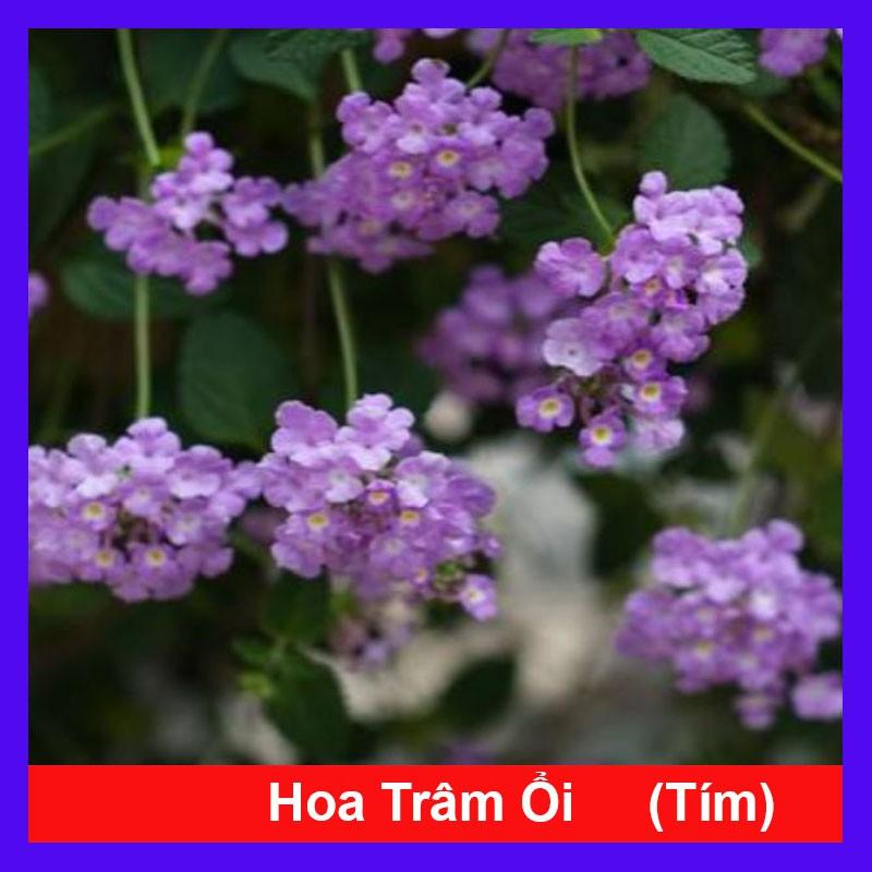 Cây Hoa Trâm Ổi Tím - Cây cảnh vườn + Tặng phân bón cho cây mau lớn