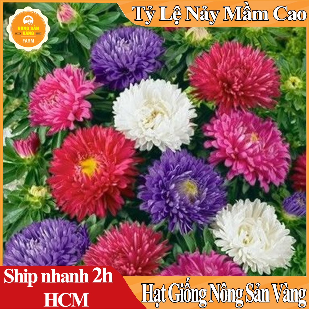 Hạt Giống Hoa Cúc Đài Loan Lùn Mix Màu, Hoa Siêu Đẹp, Dành Cho Người Yêu Hoa - Nông Sản Vàng