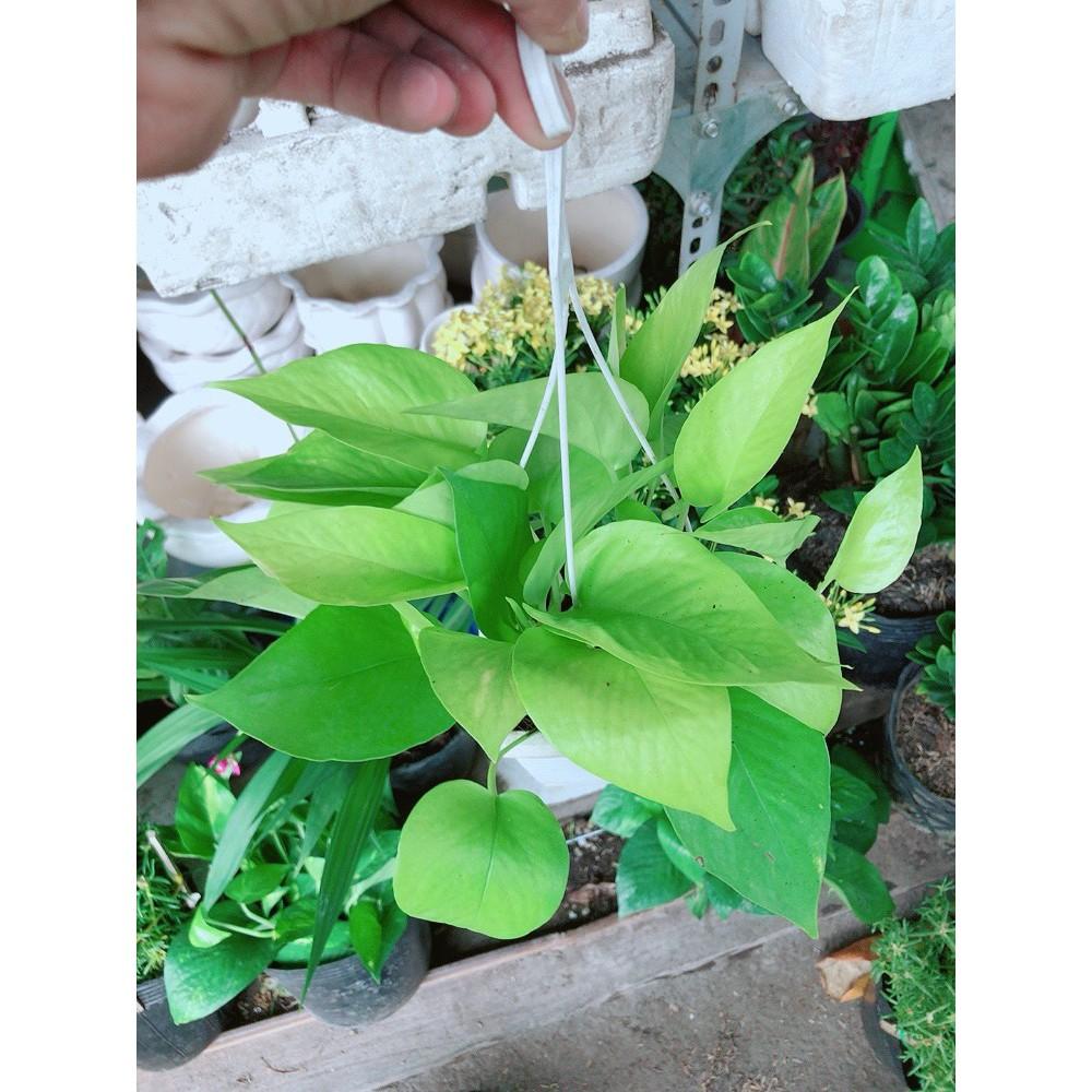 Chậu Trầu Bà Treo