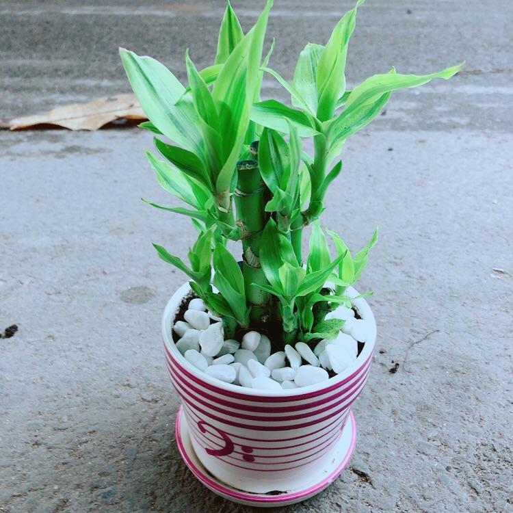 Chậu Cây Trúc Phát Tài