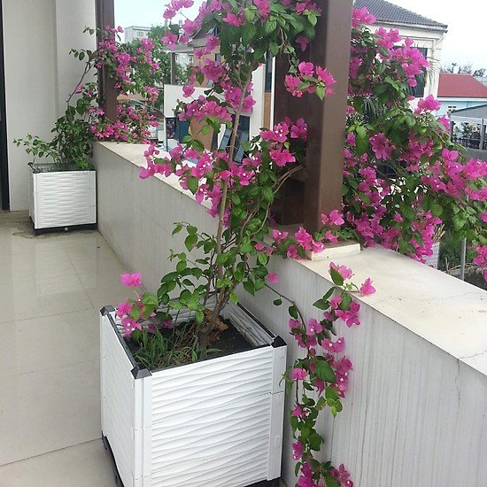 CHẬU GHÉP THÔNG MINH Cm: Bền từ 8-10 năm, phù hợp mọi cây trồng và không gian, Module tùy biến kích thước, có khay trữ và thoát nước.