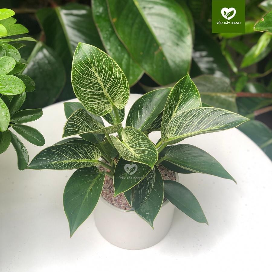 Trầu Bà Hoàng Kim để bàn - Trầu Bà Đế Vương Sọc