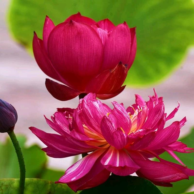 Hạt Giống Sen Bách Diệp Màu Đỏ  -