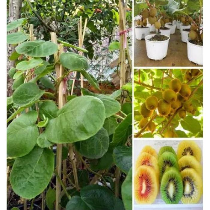 Combo 2 gói Hạt giống cây ăn trái kiwi siêu trái- Gói 30 hạt/tặng kèm gói phân bón lót