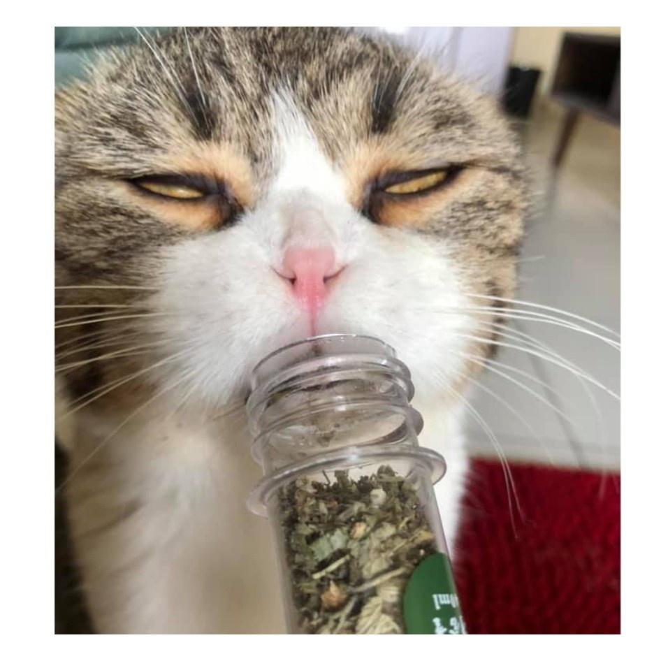 Catnip cho mèo cỏ bạc hà loại lá nhuyễn 10gr