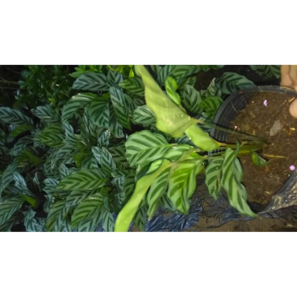 Cây đuôi công sọc xanh CALATHEA CONCINNA