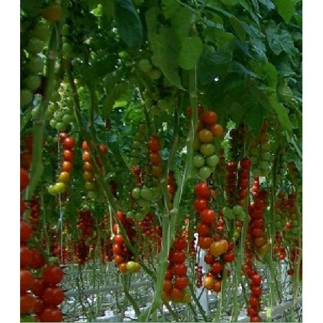 Hạt giống cà chua bi chùm quả đỏ - Gói 20 hạt/tặng kèm gói phân bón lót