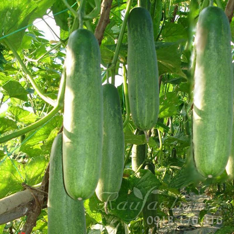 30 HẠT DƯA CHUỘT CHỊU NHIỆT - TRỒNG QUANH NĂM