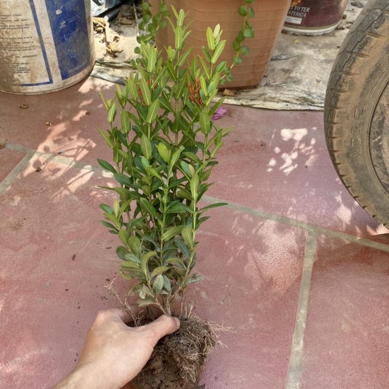 Cây hoa mẫu đơn giống trồng bịch đen cao 20cm