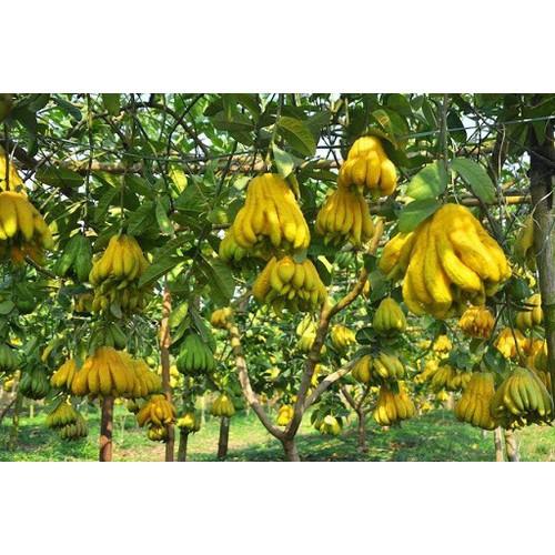 CÂY GIỐNG PHẬT THỦ SIÊU QUẢ SIÊU KINH TẾ-CAM KẾT GIỐNG CHUẨN F1 - CGCPTSQSKT