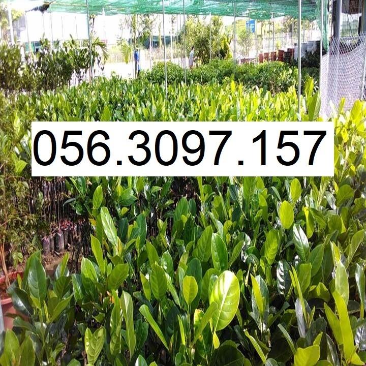 HÀNG GIỐNG CHUẨN Cây Mít Thái Siêu Sớm - Cây Ăn Quả - H2O Farm