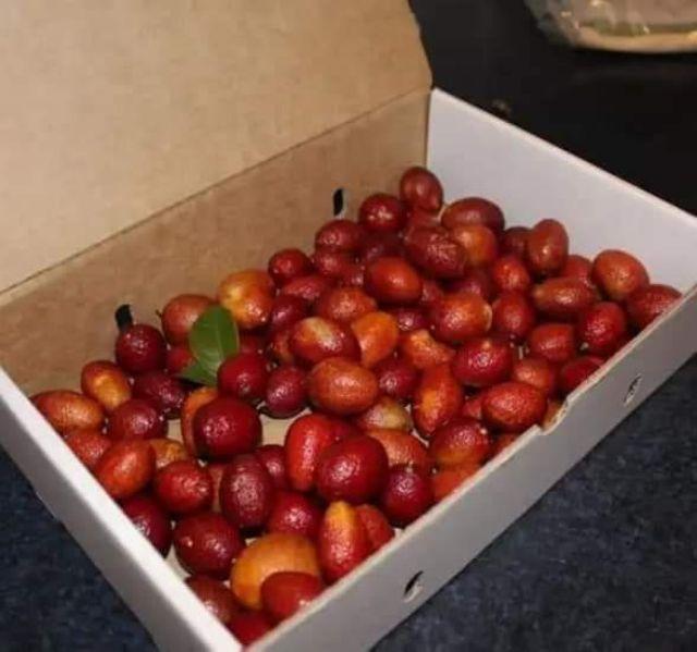 CÂY GIỐNG CHANH ĐỎ