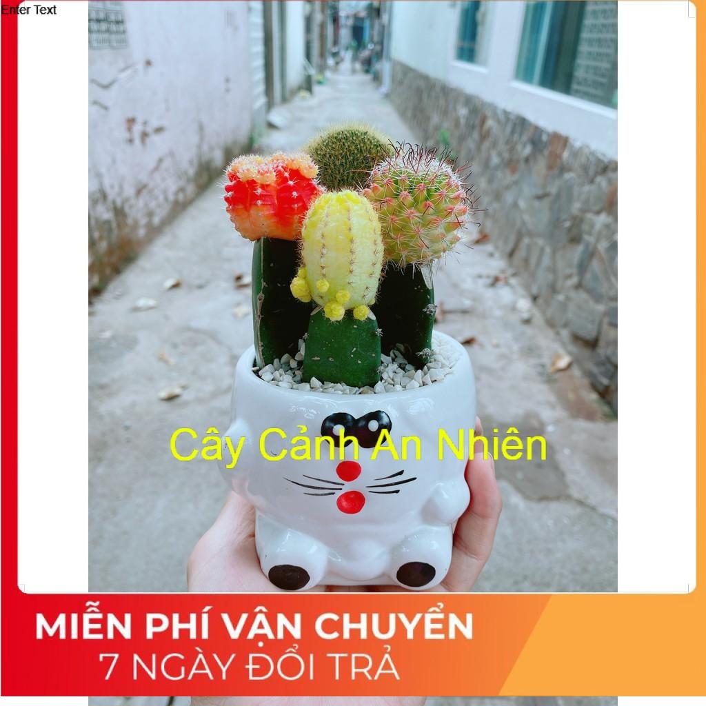 Chậu xương rồng tiểu cảnh