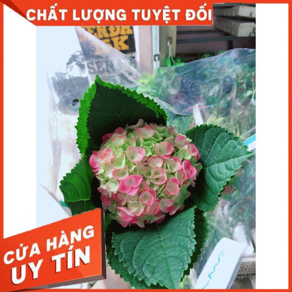 Tú cầu kèm chậu sứ trắng Nhiều Người Mua