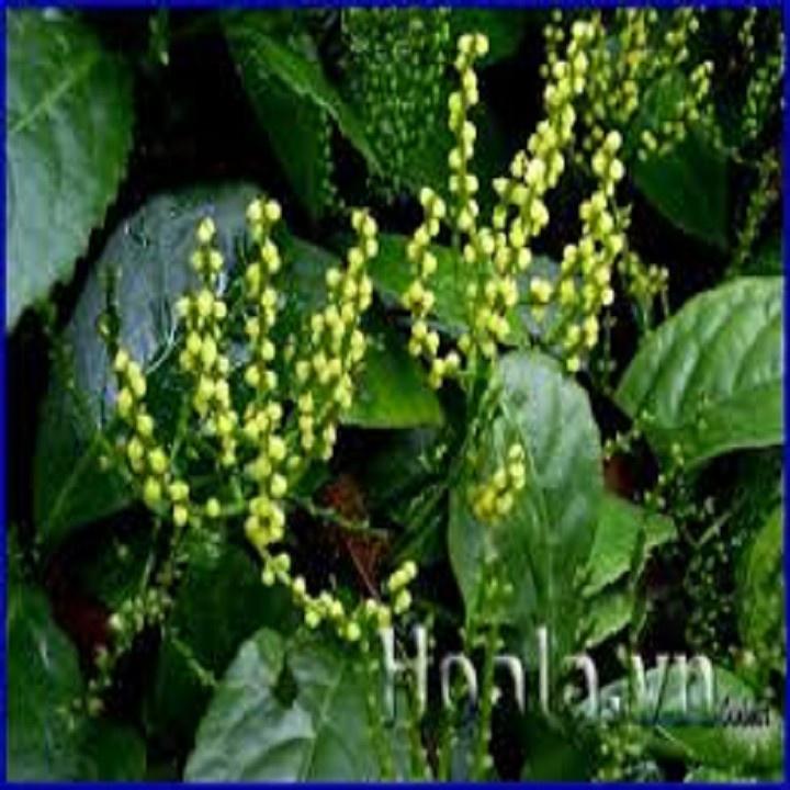 NGUYÊN BẦU CÂY GIỐNG CÂY HOA SÓi