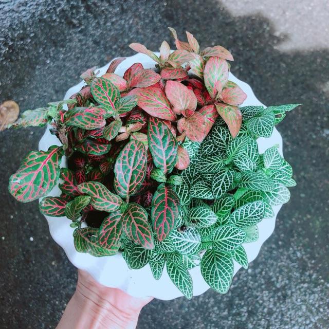 Chậu Cây Cẩm Nhung Mix Đủ Màu
