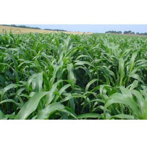 Hạt giống cỏ Sudan Super BMR - Cỏ Ngô Giống chuẩn, chất lượng cao