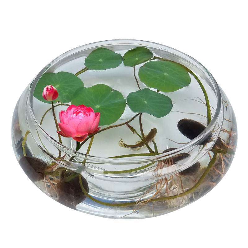 Hạt giống Hoa Sen Mini Nhật - Nông Sản Vàng