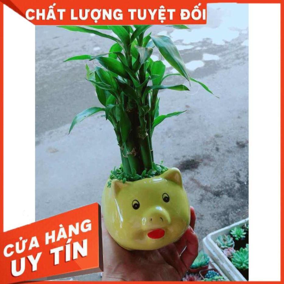 Chậu Phát Tài Nhiều Người Mua