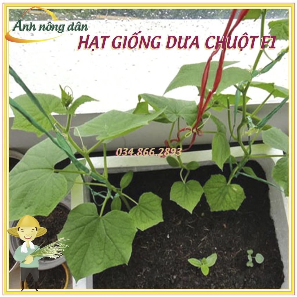 Gói 10g Hạt giống dưa leo chịu nhiệt, dưa chuột cao sản - dễ nảy mầm, chất lượng cao