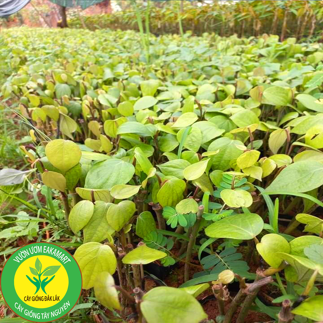 Giống tiêu Srilanka giống hồ tiêu năng suất cao nhất