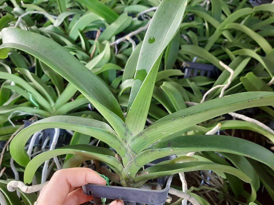 Hoa lan Đai Châu Nghinh Xuân Ngọc Điểm ĐỦ MÀU ĐANG NỤ HOA TẾT CHẬU TO ĐẸP cây đẹp sản phẩm mới