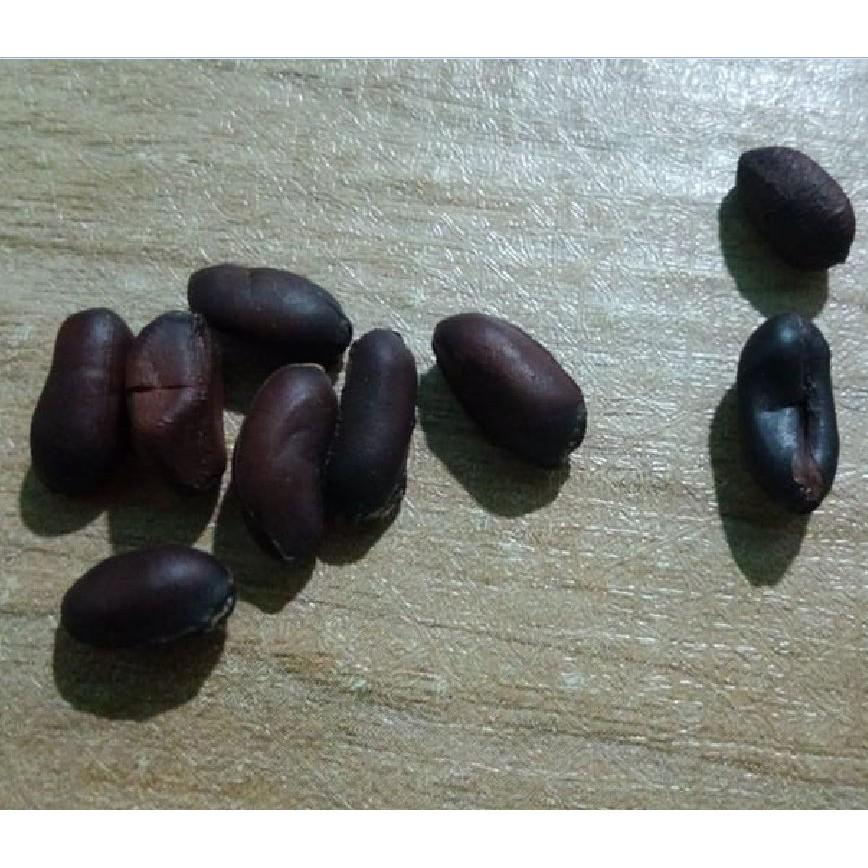 Hạt giống hoa mai trung quốc hoa màu trắng