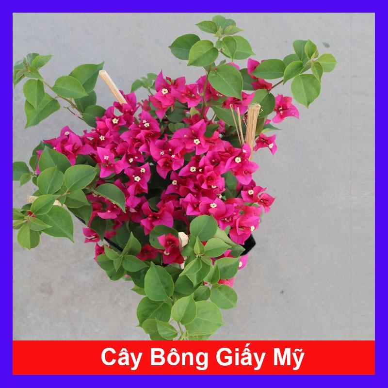 Cây Bông Giấy Mỹ - cây cảnh vườn + Tặng phân bón cho cây mau lớn