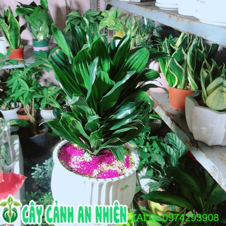 Chậu Cây Phát Tài Nhật