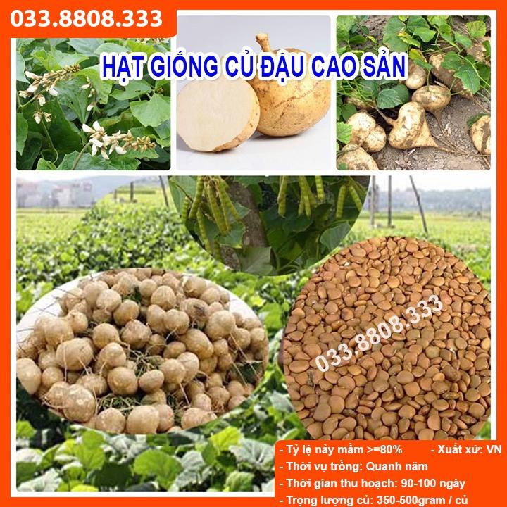 HẠT GIỐNG CỦ ĐẬU 500gram - CỦ TO ĐẸP ĐỀU , TỶ LỆ NẢY MẦM CAO