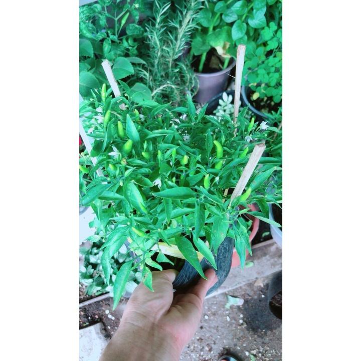Bụi Ớt Hiểm