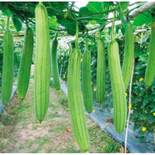 Hạt giống mướp hương Thái lan cao sản