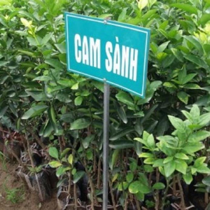 CÂY GIỐNG CAM XOÀN MIỀN NAM