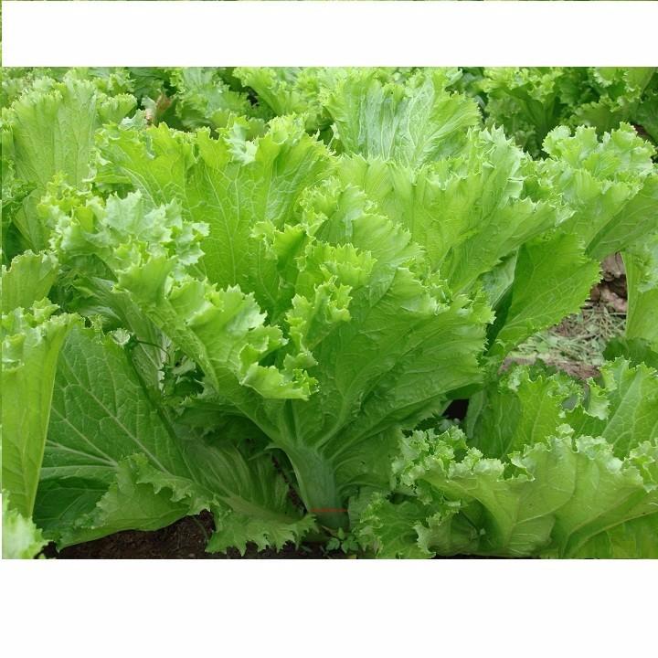 COMBO 2 gói hạt giống cải bẹ mào gà xanh