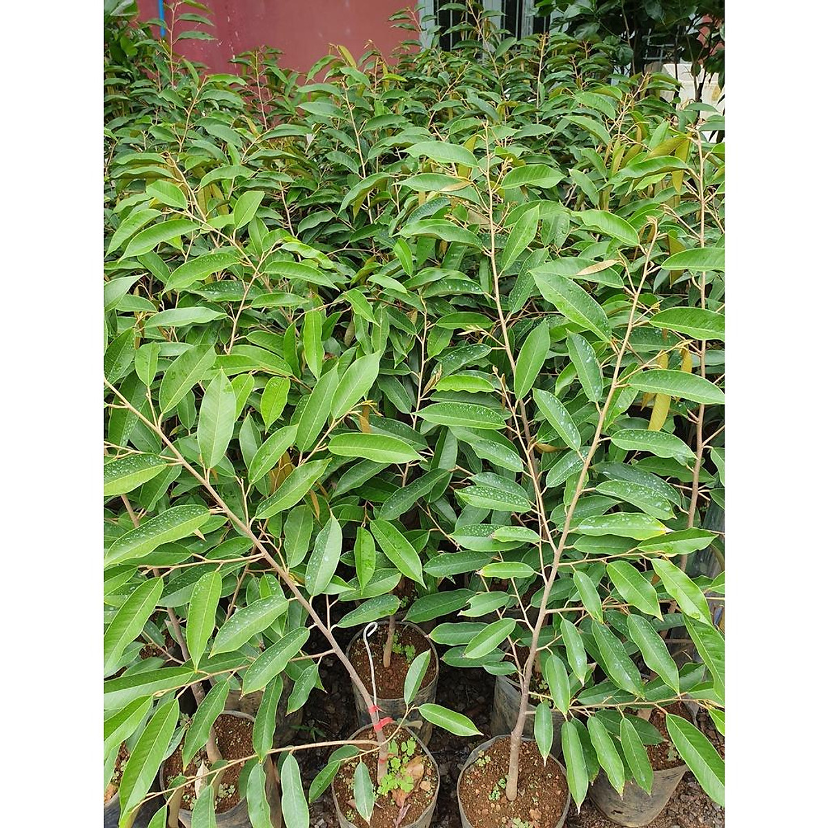 CÂY GIỐNG SẦU RIÊNG BLACK THORN (cây ghép ra trái siêu sớm ) (sản phẩm có bảo hành)