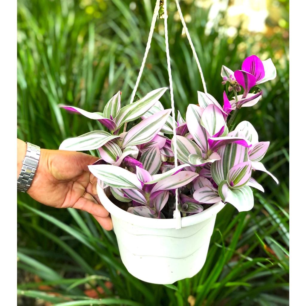 Chậu treo cây thài lài lá to