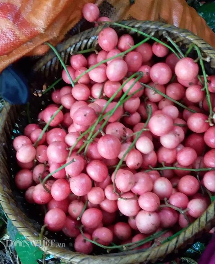 Cây dâu da đất, cây cây da đất ghép cho quả sớm siêu ngon