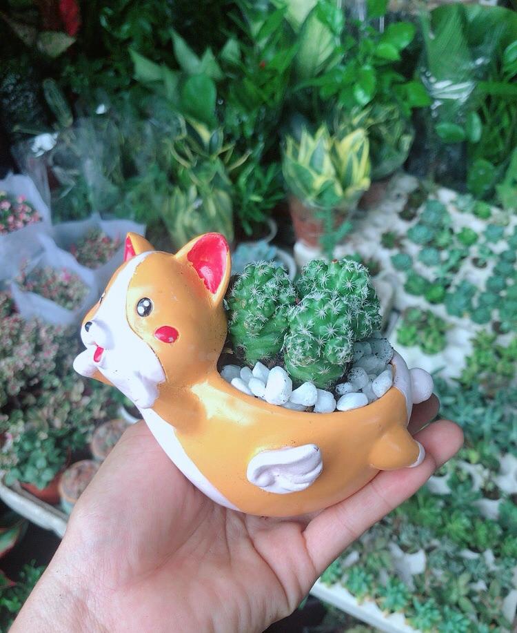 Chậu Xương Rồng Trứng Chim