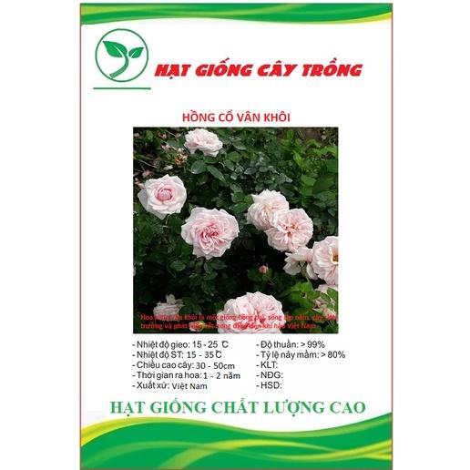 Hạt giống hoa hồng cổ vân khôi CT246 - Gói 10 hạt