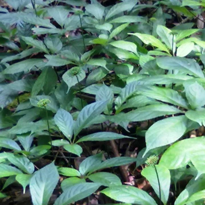 1000 Hạt giống nhân sâm