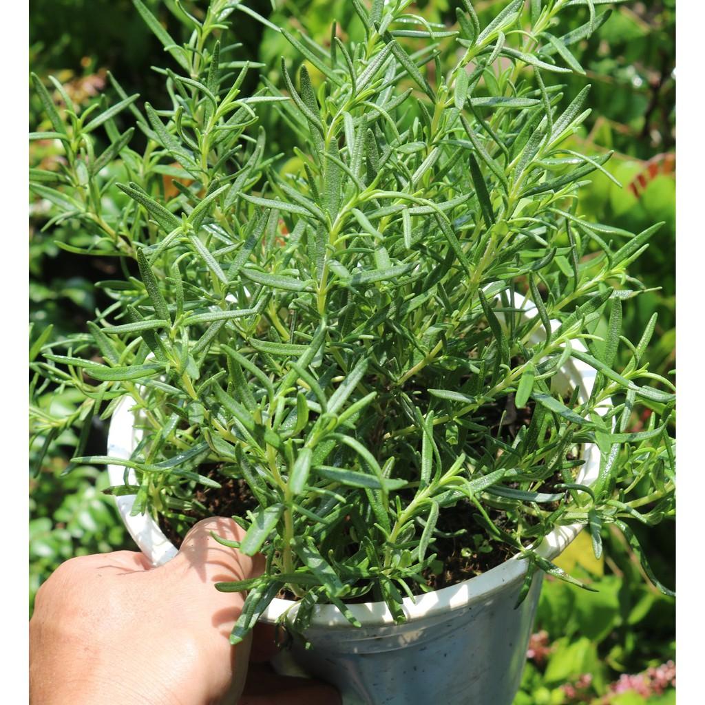 Chậu cây Hương Thảo