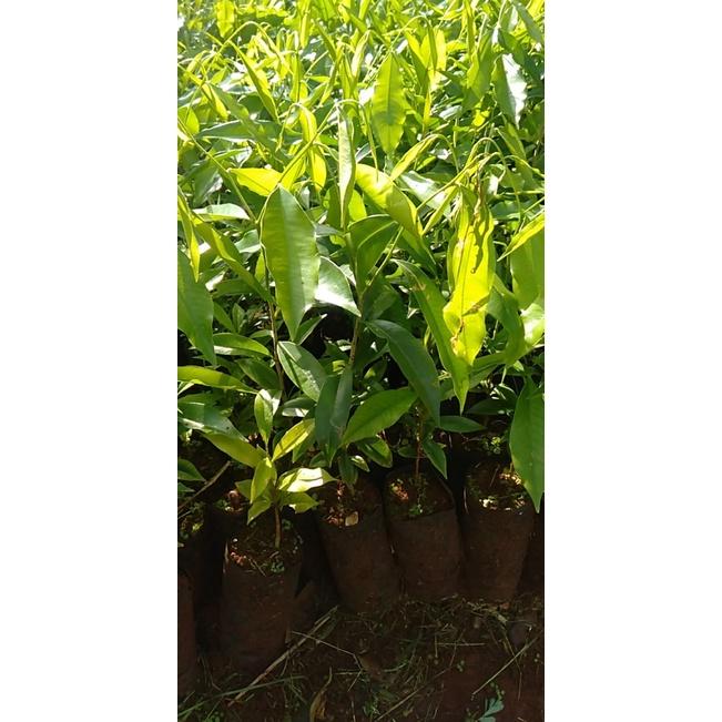 Cây giống .gió bầu