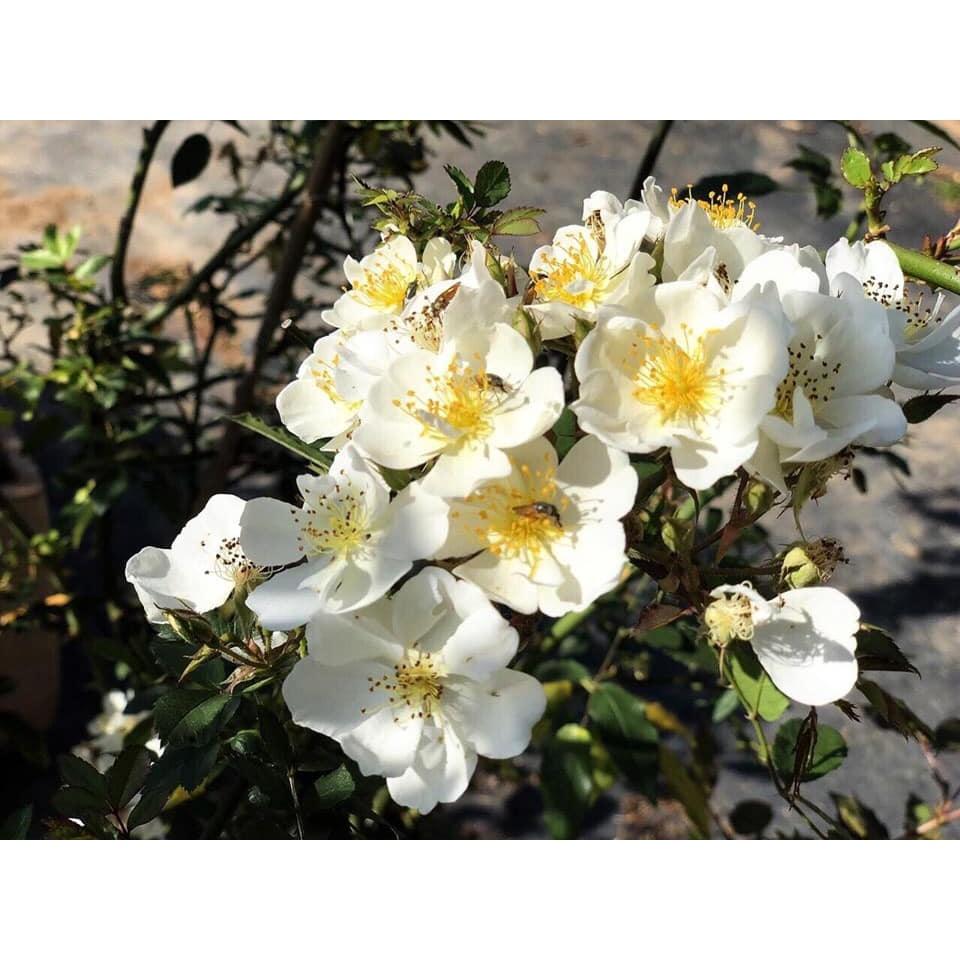 Hoa hồng ngoại Darlow's Enigma Rose trắng chùm tinh khôi