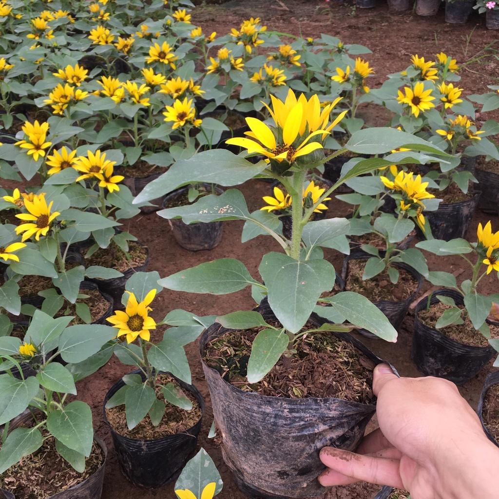 Cây Hoa Hướng Dương Lùn Siêu Nhiều Nụ,Hoa Lâu Tàn,Trang Trí Sân Vườn