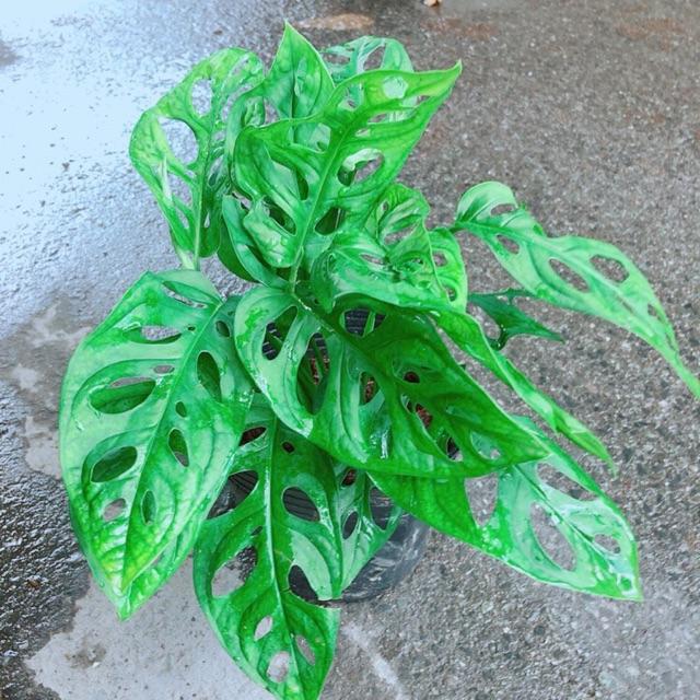Cây Trầu Bà Lỗ