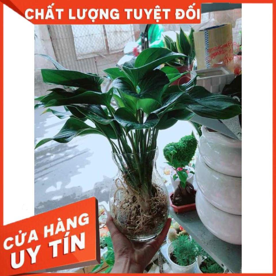 Chậu cây thanh tâm thuỷ sinh Nhiều Người Mua