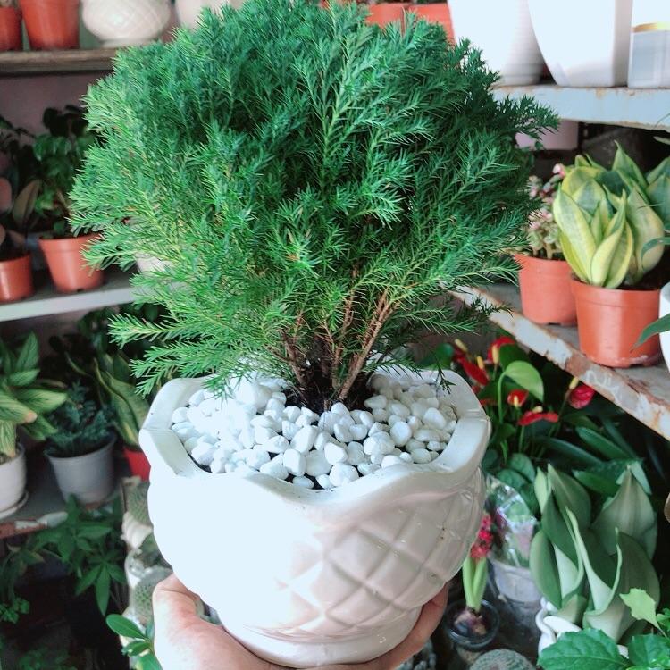 Chậu Cây Tùng Bồng Lai