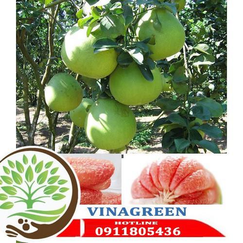 Sản phẩm Cây Ăn Trái cây giống bưởi da xanh