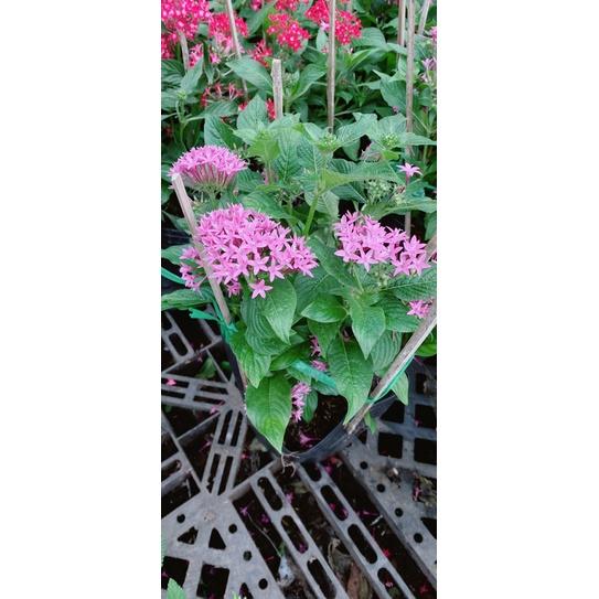 Hoa Diễm Châu Màu Tím